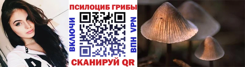 Псилоцибиновые грибы Cubensis  купить   Волгореченск 